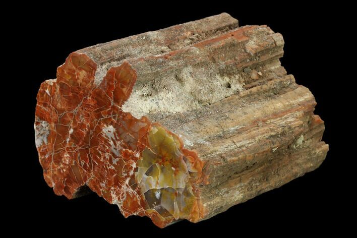 Polished, Petrified Wood (Araucarioxylon) Limb - Arizona #159723